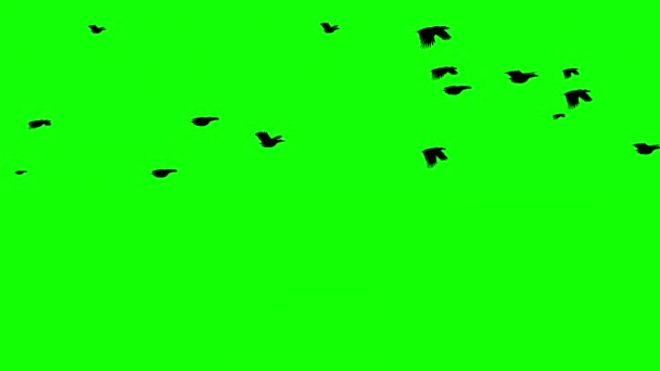 Flying Silhouet Vogels Beweging Graphics Met Groene Scherm Achtergrond — Stockvideo