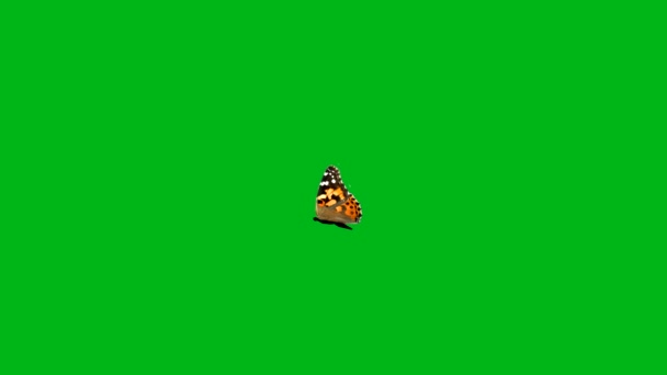Yeşil Ekran Arkaplanlı Çırpınan Kelebek Hareketi Grafikleri — Stok video