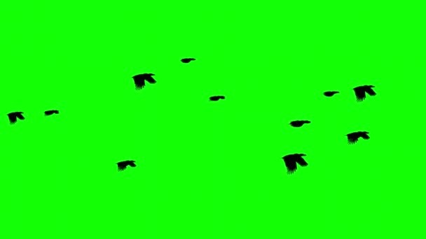Flying Birds Motion Graphics Met Groene Achtergrond — Stockvideo