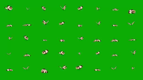 Knipperende Vlinders Bewegende Graphics Met Groene Achtergrond Scherm — Stockvideo
