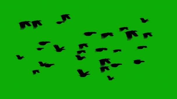 Latająca Sylwetka Ptaków Ruchu Grafiki Zielonym Tle Ekranu — Wideo stockowe