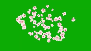 Yeşil ekran arkaplanlı güzel kiraz çiçekleri hareket grafikleri