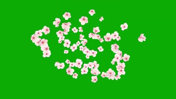 Yeşil Ekran Arkaplanlı Güzel Kiraz Çiçekleri Hareket Grafikleri — Stok video