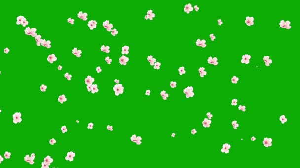 Fallande Körsbär Blommor Rörelse Grafik Med Grön Skärm Bakgrund — Stockvideo
