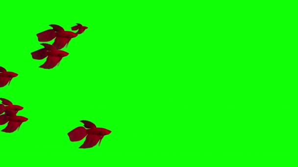 Pływanie Czerwony Betta Ryby Ruchu Grafiki Zielonym Tle Ekranu — Wideo stockowe