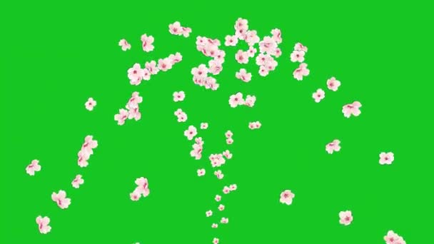 Mooie Kersenbloemen Fontein Groen Scherm Achtergrond — Stockvideo