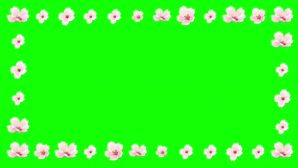 Kersen Bloemen Decoratieve Frame Groen Scherm Achtergrond — Stockvideo