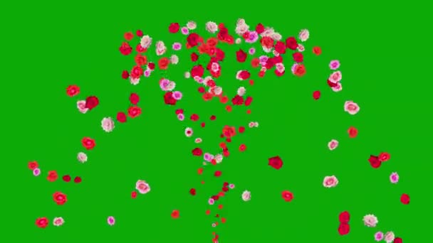 Bunte Rose Blumen Brunnen Auf Grünem Bildschirm Hintergrund — Stockvideo