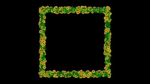 Kwadratowa Ramka Żółtymi Kwiatami Stokrotki Zielonymi Liśćmi Czarnym Tle — Wideo stockowe