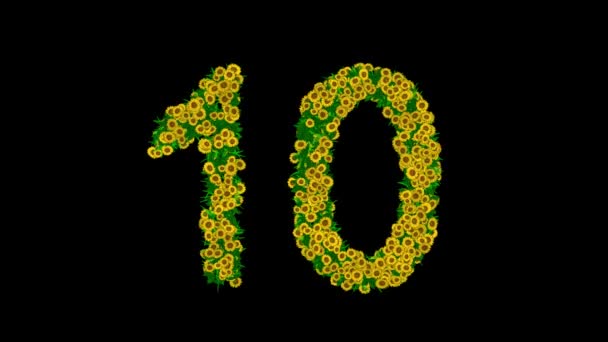 Number Yellow Daisy Flowers Green Leaves Plain Black Background — Stock Video