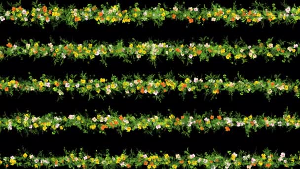 Kolorowe Kwiaty Zielone Linie Trawy Wzór Zwykłym Czarnym Tle — Wideo stockowe