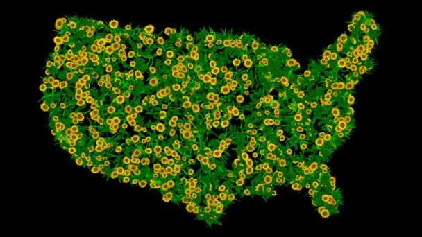 Eua Mapa Com Flores Amarelas Margarida Folhas Verdes Sobre Fundo — Vídeo de Stock