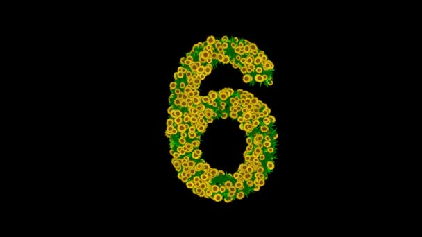 Номер Жовтими Ромашковими Квітами Зеленим Листям Звичайному Чорному Тлі — стокове відео