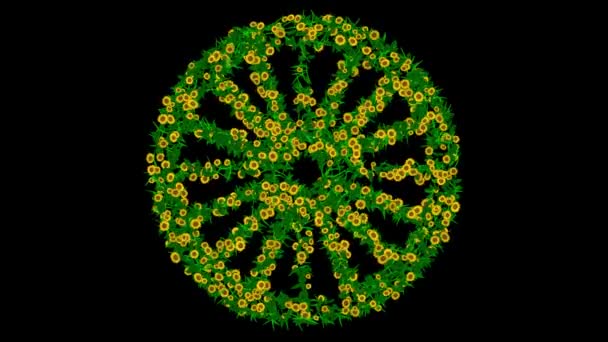 黄菊花绿叶轮状 背景为纯黑色 — 图库视频影像