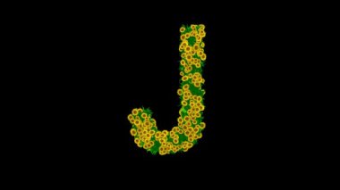 Sarı papatya çiçekleri ve siyah arka planda yeşil yapraklı İngiliz alfabesi J