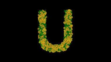 Yeşil yapraklı İngiliz alfabesi U ve siyah arka planda sarı papatya çiçekleri.