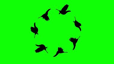 Yeşil ekran arkaplan ile hareket eden siluet kuşlar daire çiziyor