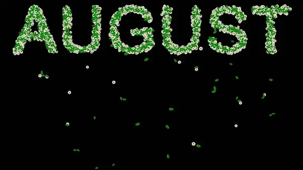 Yeşil yapraklar ve siyah arkaplanda beyaz papatya çiçekleriyle ağustos ayının güzel bir resmi