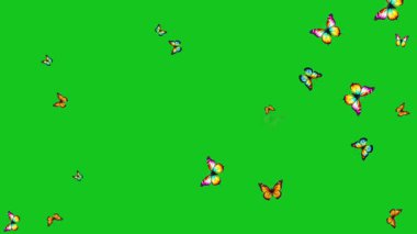 Yeşil ekran arkaplanlı renkli kelebekler hareket grafikleri