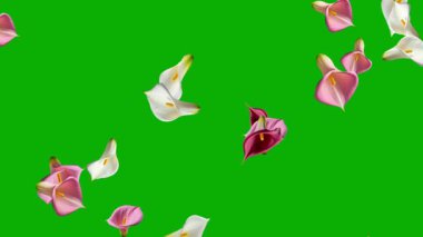 Düşen güzel Calla zambakları yeşil ekran arkaplanlı hareket grafikleri
