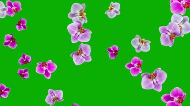 Düşen güzel orkide çiçekleri yeşil ekran arkaplanlı hareket grafikleri