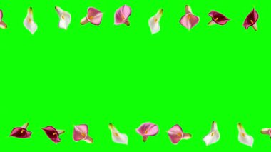 Calla Lily çiçek dekoratif çerçeve yeşil ekran arka planı