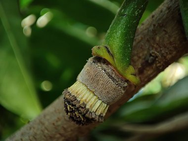 Yakın görünüm ve bir bitki üzerindeki kaynak çiçeği tomurcuğunun seçici odağı