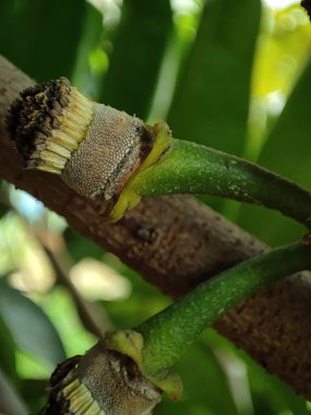Yakın görünüm ve bir bitki üzerindeki kaynak çiçeği tomurcuğunun seçici odağı