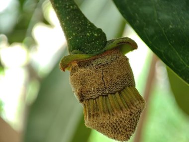 Yakın görünüm ve bir bitki üzerindeki kaynak çiçeği tomurcuğunun seçici odağı
