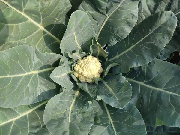 Taze Karnabahar bitkisinin yakın görüntüsü