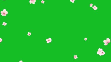 Düşen kiraz çiçekleri yeşil ekran arkaplanlı hareket grafikleri