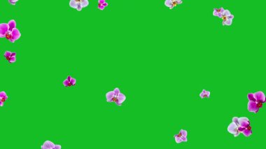 Düşen Orkide çiçekleri yeşil ekran arka planına sahip hareket grafikleri