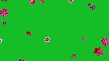 Düşen Alstroemeria çiçekleri yeşil ekran arka planına sahip hareket grafikleri