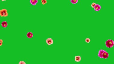 Düşen Hollyhocks çiçekleri yeşil ekran arka planına sahip hareket grafikleri