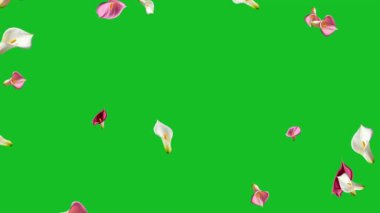 Düşen Calla Lily çiçekleri yeşil ekran arkaplanlı hareket grafikleri