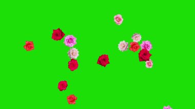Renkli gül çiçekleri yukarı zıplayan yeşil ekran arkaplanlı hareket grafikleri