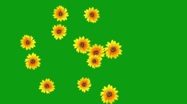 Yeşil ekran arkaplanlı Gazania çiçek hareketi grafikleri