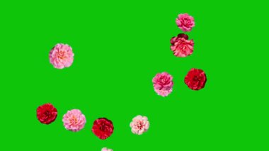 Yükselen karanfil çiçekleri yeşil ekran arkaplanlı hareket grafikleri