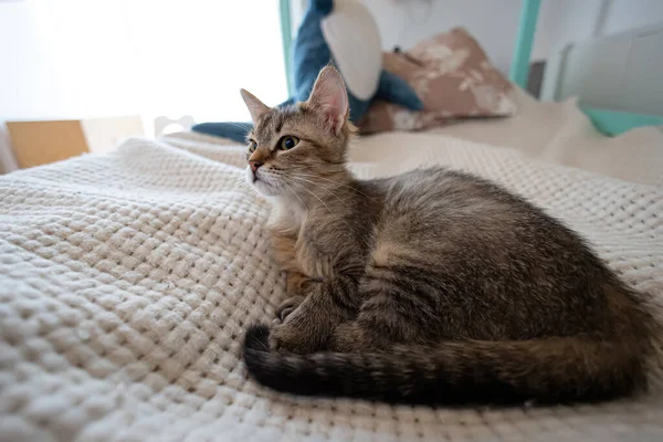 Santai Kucing Domestik Rumah Dalam Ruangan — Stok Foto