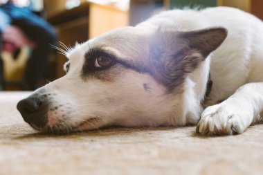 Evde yerde yatan köpek. Sığ dof