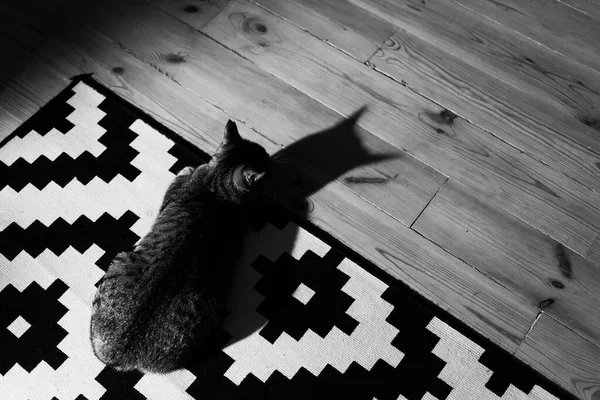 这只松懈的家猫在家中 室内的黑白照片 — 图库照片