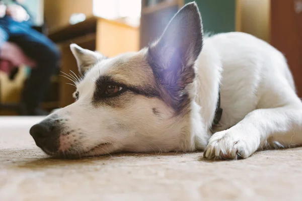 Evde Yerde Yatan Köpek Sığ Dof — Stok fotoğraf