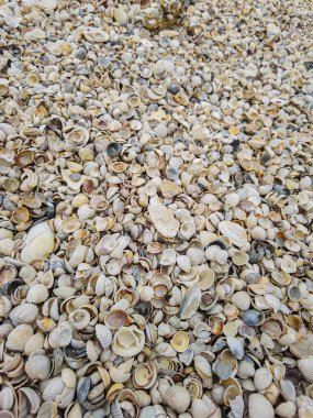 Doğal kabuk arka plan, doku. Birçok deniz kabuğu manzaralı. Sığ dof.