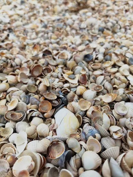 stock image Natural Shell background, texture. Many seashells top view. Shallow dof.