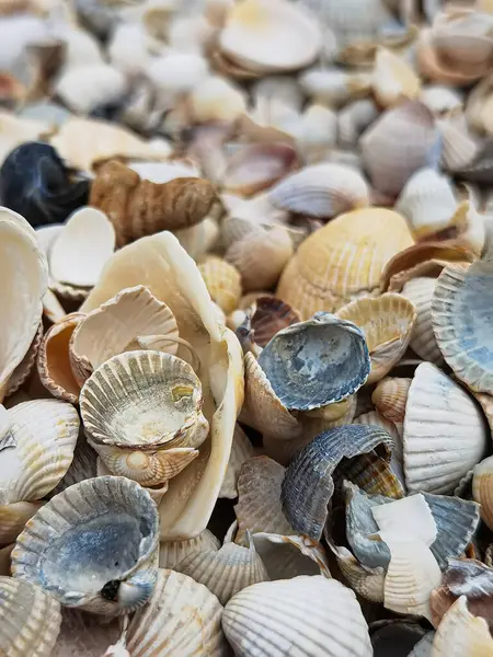 Natuurlijke Shell Achtergrond Textuur Veel Schelpen Bovenaanzicht Ondiepe Dof — Stockfoto