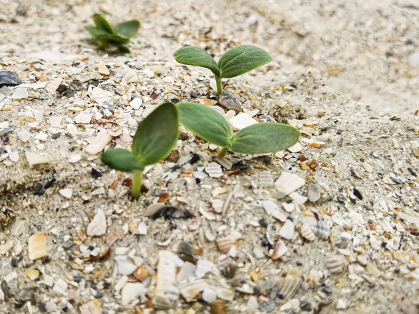 Green sprouts. Strong green sprouts. A young sprouts has sprouted in the sand on the beach. Strong growth. Life on the planet. Shallow dof