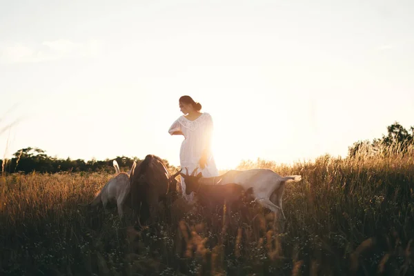Młoda Kobieta Białej Sukience Chodzi Kozami Łące Zachodzie Słońca Atrakcyjna — Zdjęcie stockowe