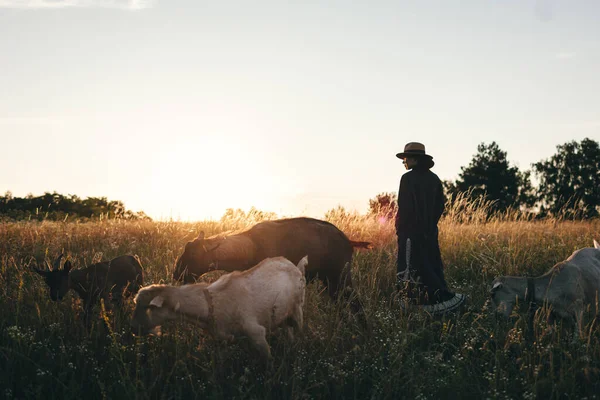 Joven Campo Está Pastando Sus Cabras Blancas Chica Las Cabras —  Fotos de Stock