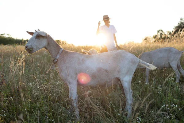 stock image Trendy girl in stylish summer dress feeling free in the field. The goat in front of her. Sunset or sunrise time. Well-being and Zen as outdoor meditation. To love life.