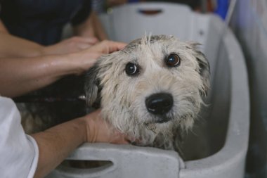 Çağdaş veteriner salonunda evcil hayvanı tımar ederken özel metal banyoda havluyla köpeğini sabunla yıkayan tanınmamış bir kadının üst görüntüsü..